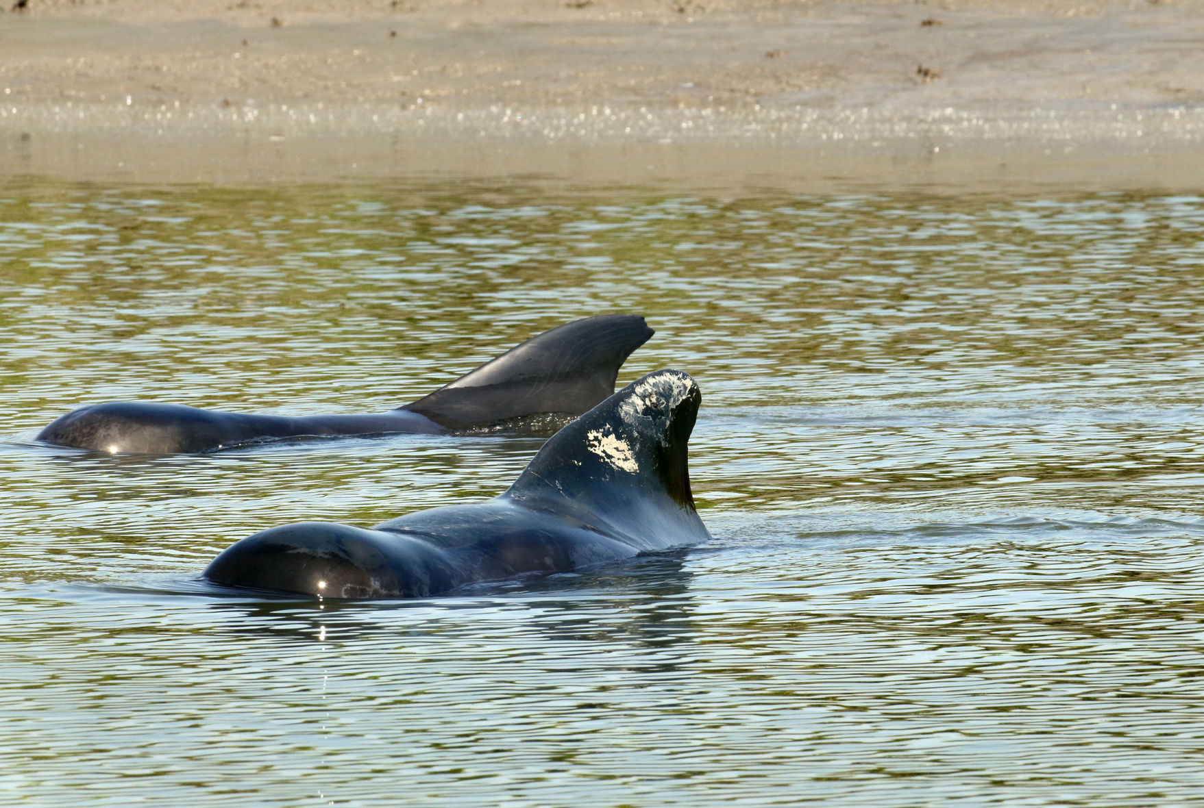 2-Pilot whales in a tidal creek near St. Catherines Island Wednesday, Sept. 25_1_Georgia DNR_PERMIT.jpg
